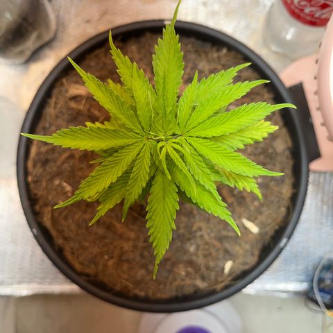 Brasilia Moonshine growlog photo: Dark edges bright edges starting to form, maybe foliar overfeeding
