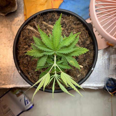 Brasilia Moonshine growlog timeline photo