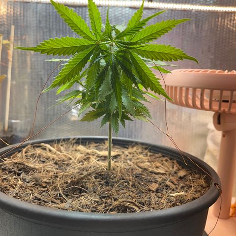 Brasilia Moonshine growlog timeline photo