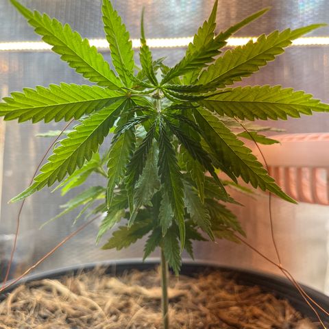 Brasilia Moonshine growlog timeline photo