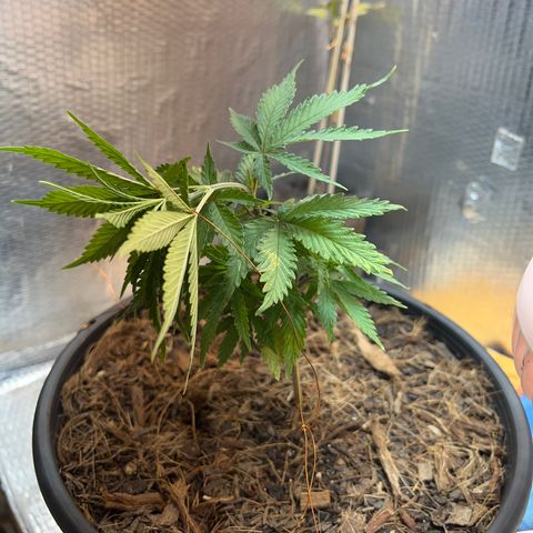 Brasilia Moonshine growlog timeline photo
