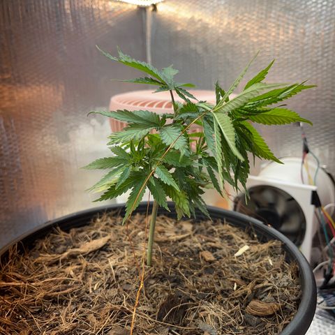 Brasilia Moonshine growlog timeline photo