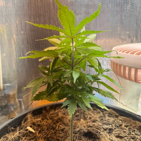 Brasilia Moonshine growlog timeline photo
