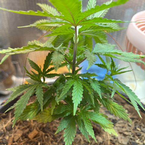 Brasilia Moonshine growlog timeline photo