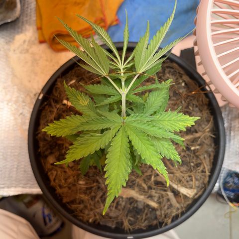 Brasilia Moonshine growlog timeline photo