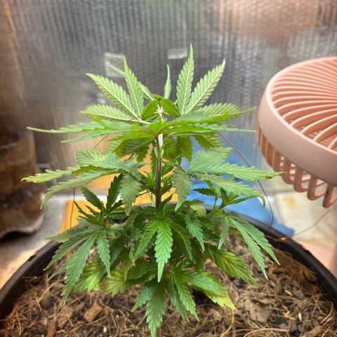 Brasilia Moonshine growlog timeline photo