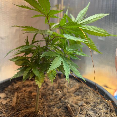 Brasilia Moonshine growlog timeline photo