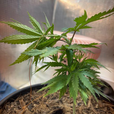 Brasilia Moonshine growlog timeline photo