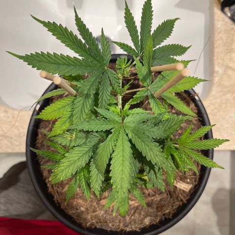 Brasilia Moonshine growlog timeline photo