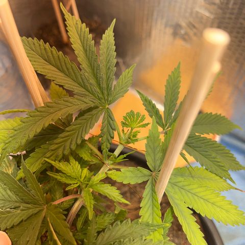 Brasilia Moonshine growlog timeline photo