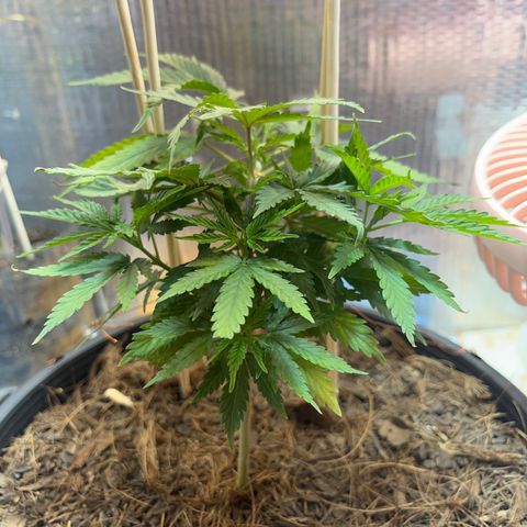 Brasilia Moonshine growlog timeline photo