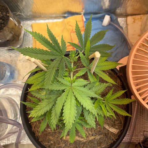 Brasilia Moonshine growlog timeline photo
