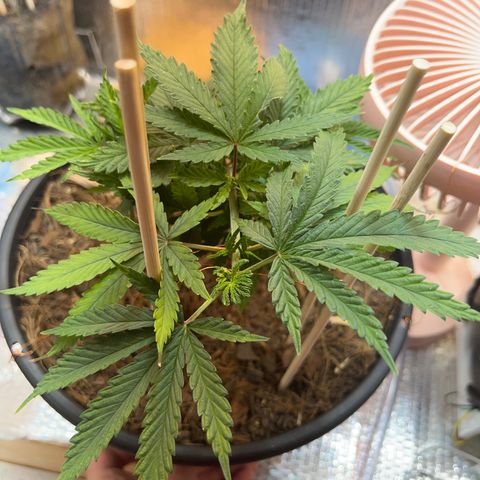 Brasilia Moonshine growlog timeline photo