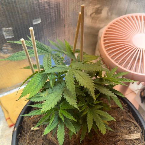 Brasilia Moonshine growlog timeline photo