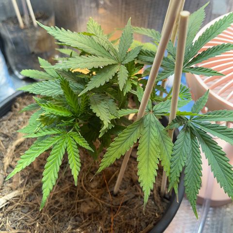 Brasilia Moonshine growlog timeline photo