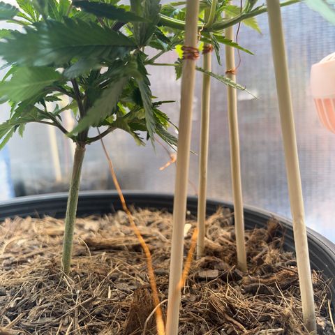 Brasilia Moonshine growlog timeline photo