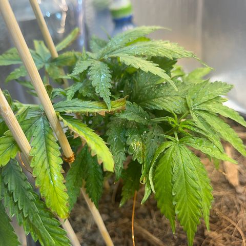 Brasilia Moonshine growlog timeline photo