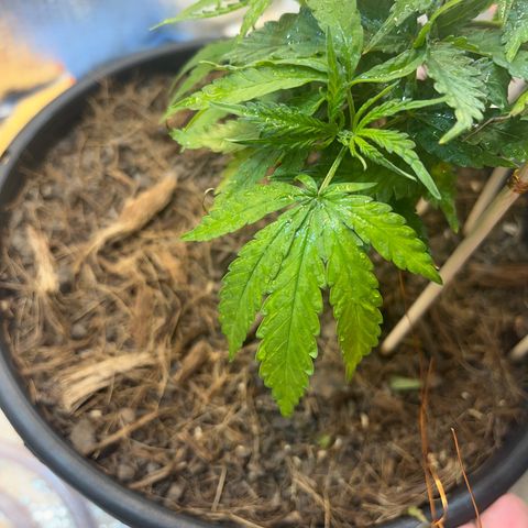 Brasilia Moonshine growlog timeline photo