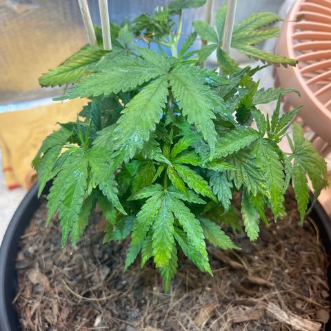 Brasilia Moonshine growlog timeline photo