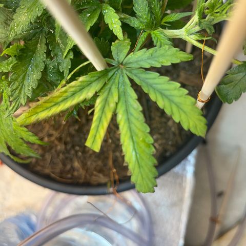 Brasilia Moonshine growlog timeline photo