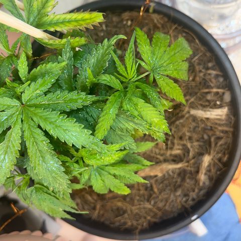 Brasilia Moonshine growlog timeline photo