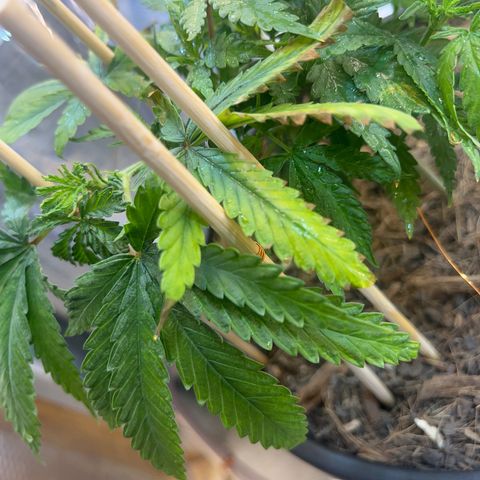 Brasilia Moonshine growlog timeline photo