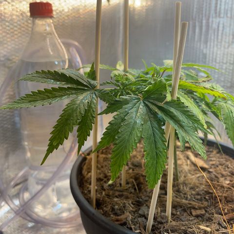 Brasilia Moonshine growlog timeline photo