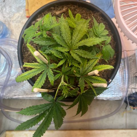 Brasilia Moonshine growlog timeline photo