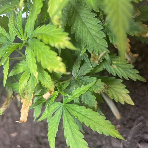 Brasilia Moonshine growlog timeline photo