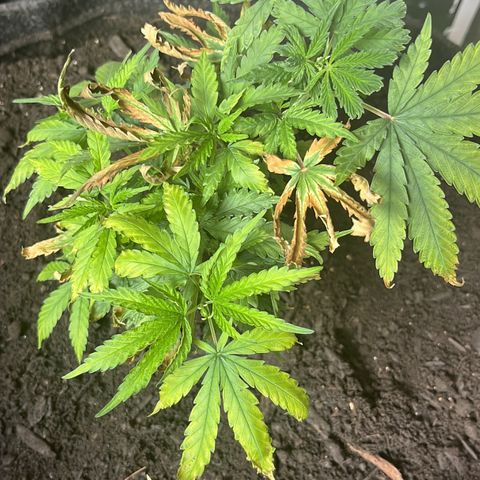 Brasilia Moonshine growlog timeline photo