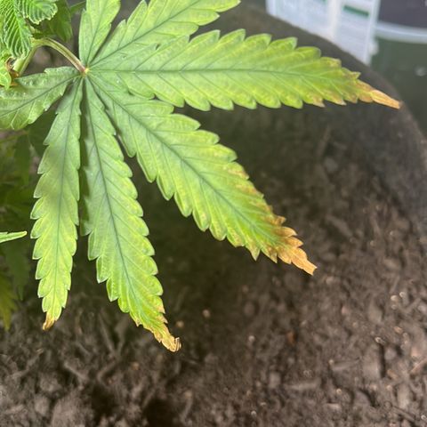 Brasilia Moonshine growlog timeline photo