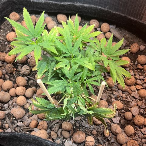 Brasilia Moonshine growlog timeline photo