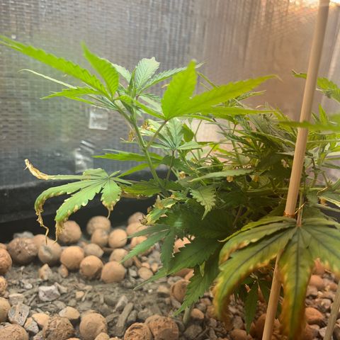 Brasilia Moonshine growlog timeline photo