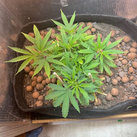 Brasilia Moonshine growlog timeline photo