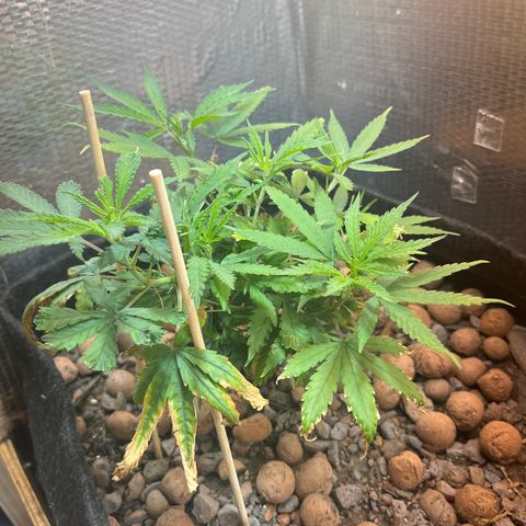 Brasilia Moonshine growlog timeline photo