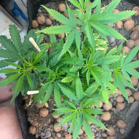 Brasilia Moonshine growlog timeline photo