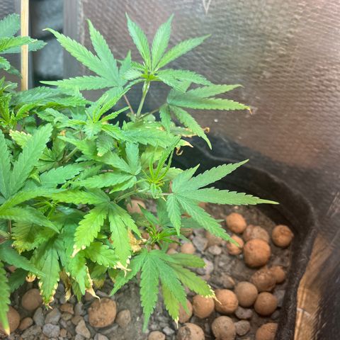 Brasilia Moonshine growlog timeline photo