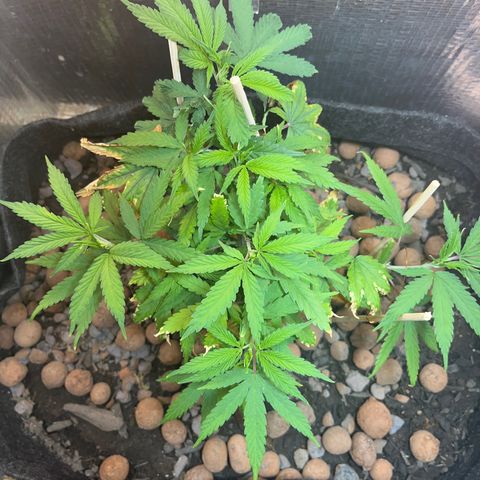 Brasilia Moonshine growlog timeline photo