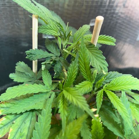 Brasilia Moonshine growlog timeline photo