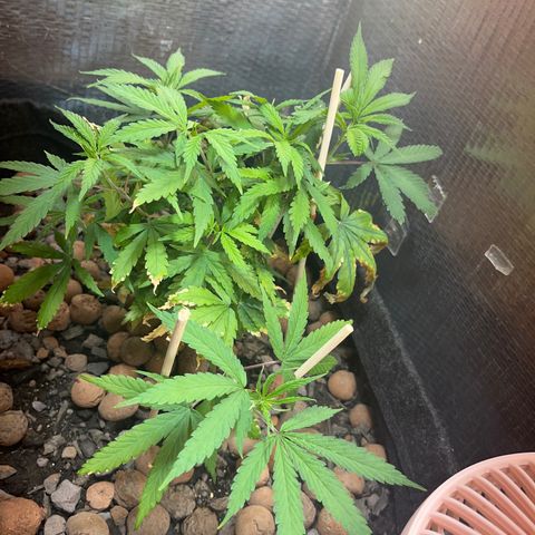 Brasilia Moonshine growlog timeline photo