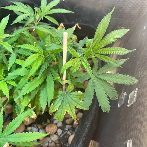 Brasilia Moonshine growlog timeline photo