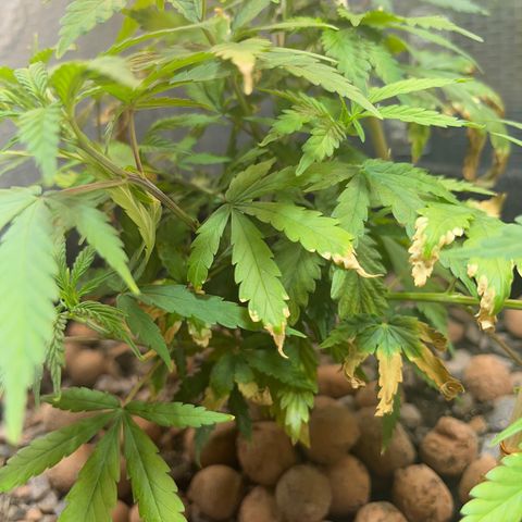 Brasilia Moonshine growlog timeline photo