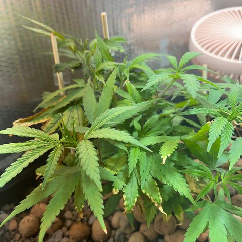 Brasilia Moonshine growlog timeline photo