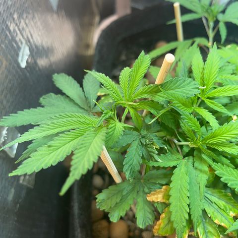 Brasilia Moonshine growlog timeline photo