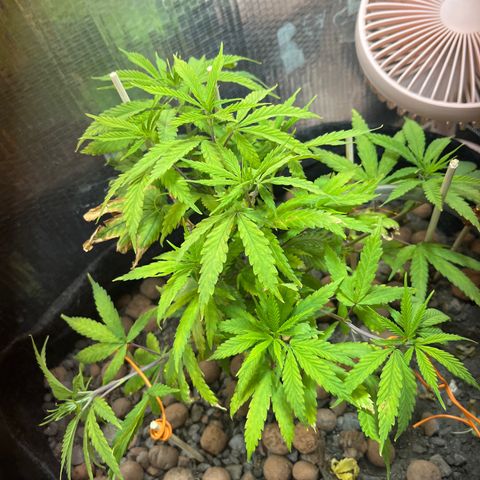 Brasilia Moonshine growlog timeline photo