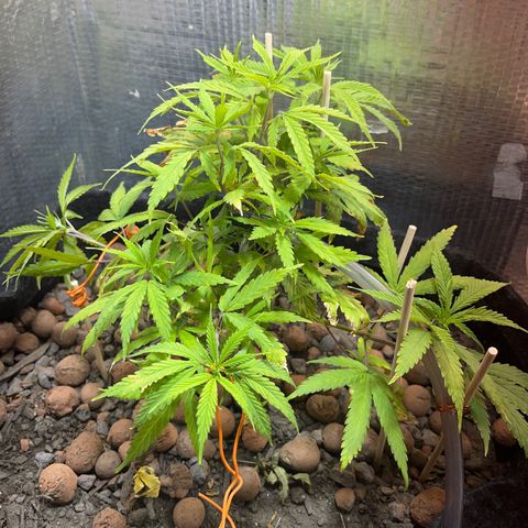 Brasilia Moonshine growlog timeline photo