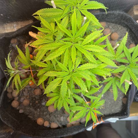 Brasilia Moonshine growlog timeline photo