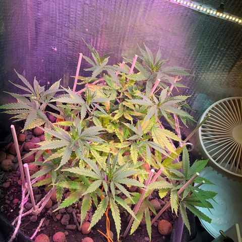 Brasilia Moonshine growlog timeline photo