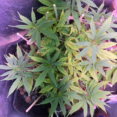 Brasilia Moonshine growlog timeline photo