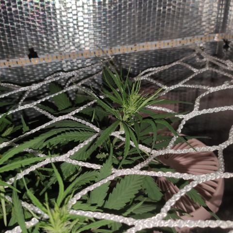 Brasilia Moonshine growlog timeline photo